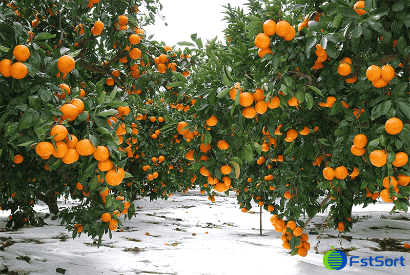 images/1746606175412Citrus processing line.png